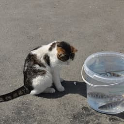 Comedouro automático moderno para pets