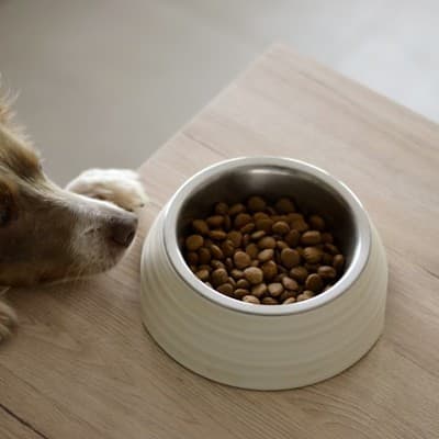 Comedouro automático premium para pets
