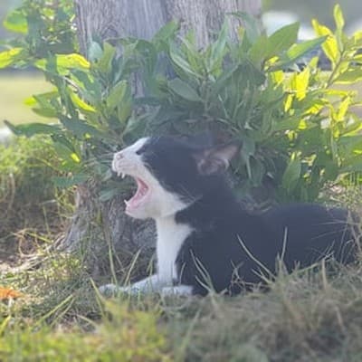 Fonte de água para gatos com reservatório
