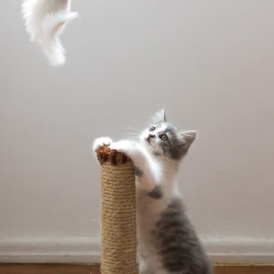 Brinquedo interativo de penas para gatos